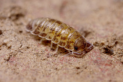 woodlouse_004