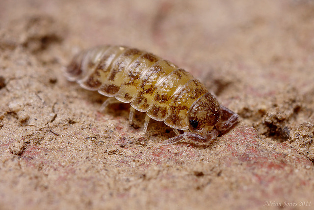 woodlouse_004