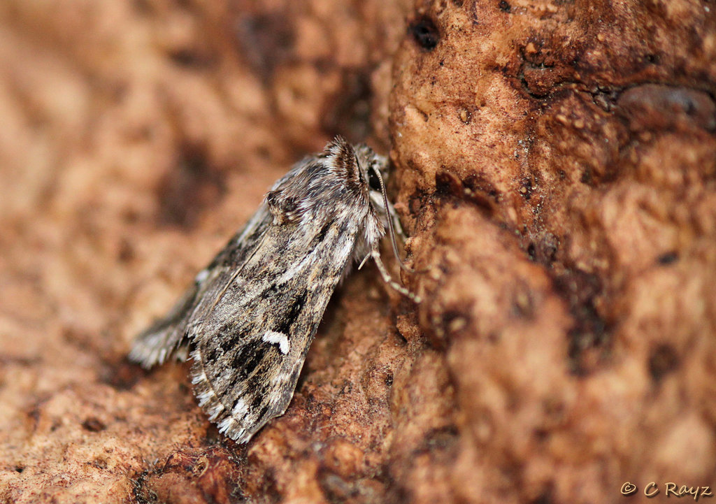 Toadflax Brocade