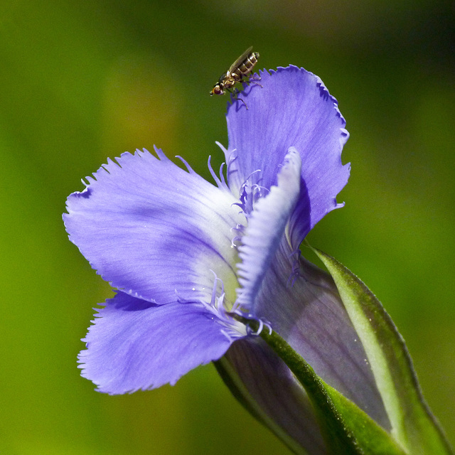 Fringed Gentian and visitor