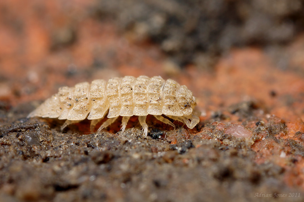 Tiny Woodlouse.