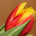 Cut tulip