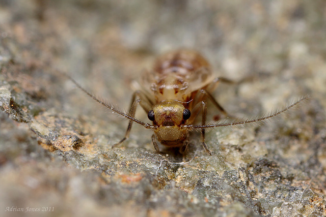 Barkfly nymph.