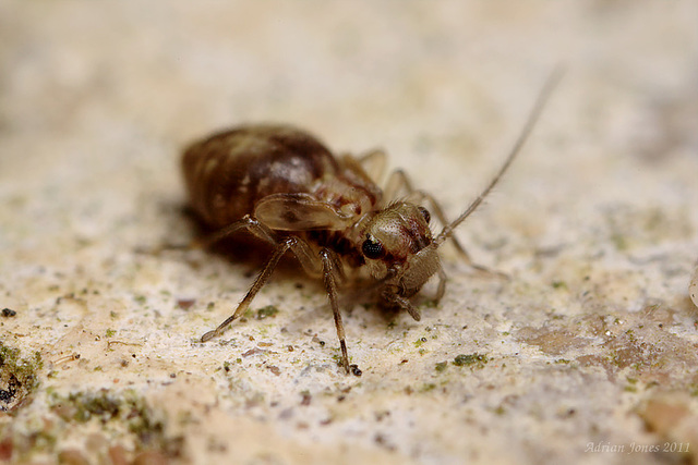 Barkfly nymph.