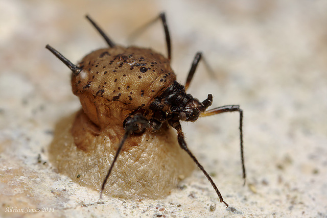 Parasitised Aphid