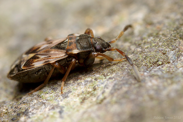 Scolopostethus affinis