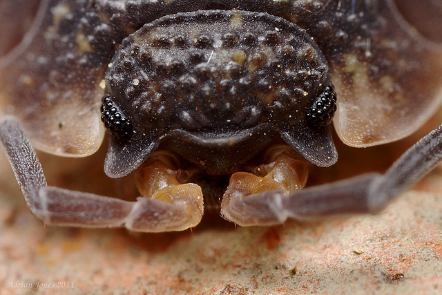 Woodlouse portrait.