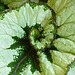 Leafy spiral