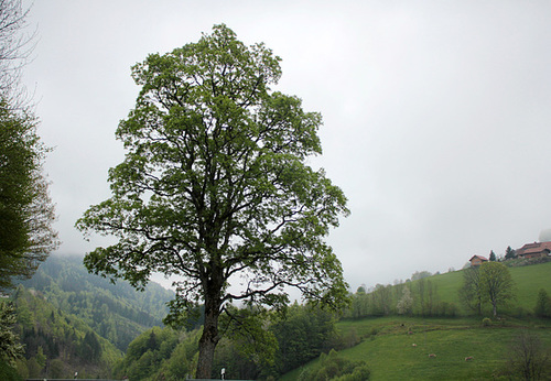 Baum am Straßenrand