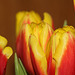 Cut tulips
