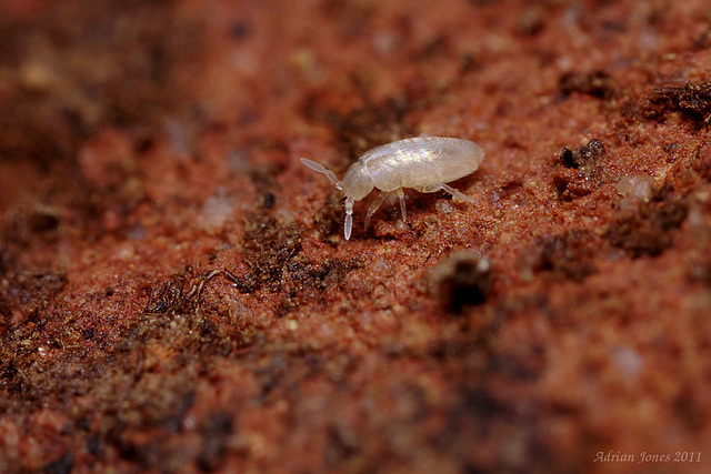 Pseudosinella immaculata (Most likely ID)