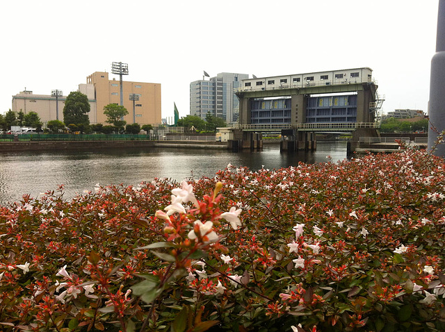 Blossoms on the hedge