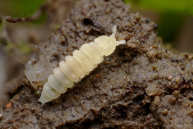 Kalaphorura burmeisteri