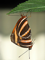 Mating butterflies