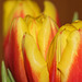 Cut tulips