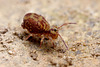 Dicyrtomina saundersi