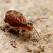 Dicyrtomina saundersi