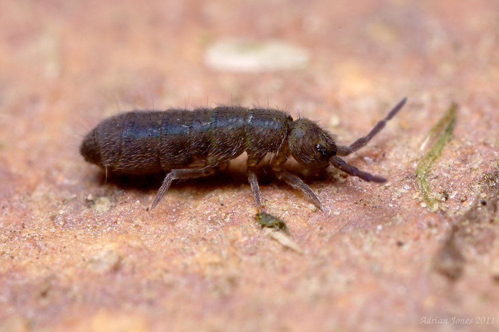 springtail_001