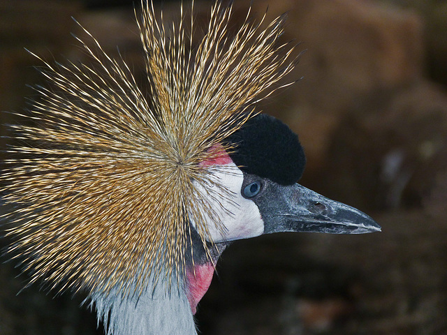 Grey Crowned Crane / Balearica regulorum