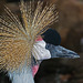 Grey Crowned Crane / Balearica regulorum