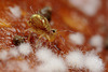 Dicyrtomina saundersi