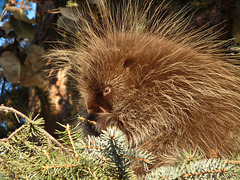 Porcupine