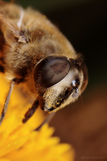 Dronefly portrait.