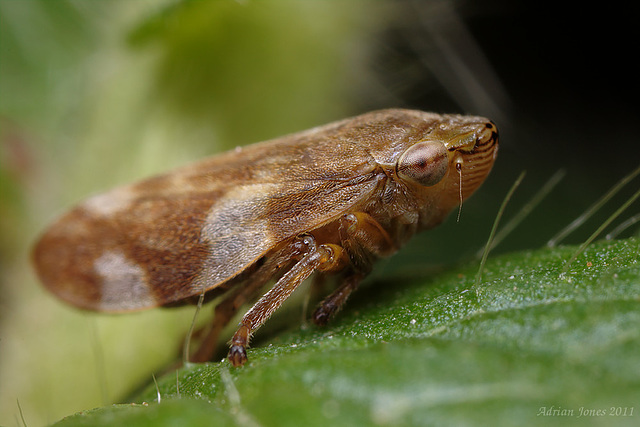 Common Froghopper (Philaenus spumarius)