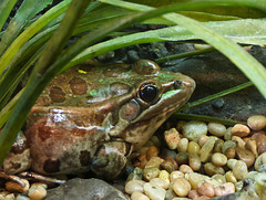 Endangered Northern Leopard Frog