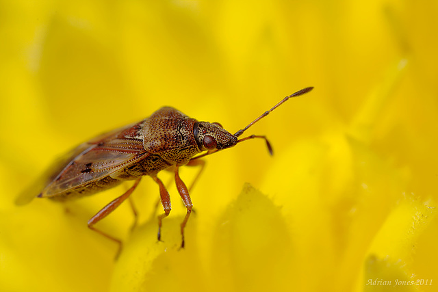 Birch Catkin Bug (Kleidocerys resedae)