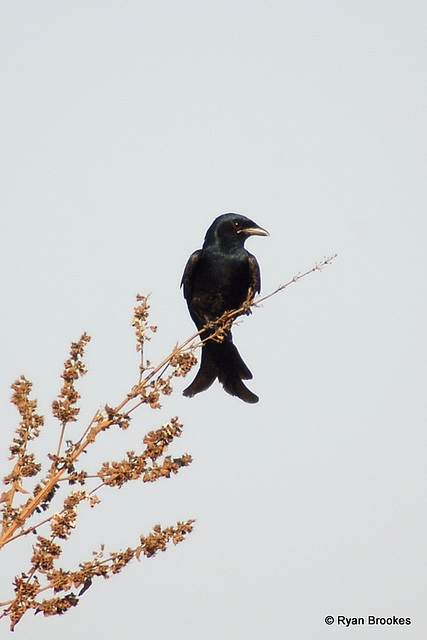 20070208-0200 Black drongo