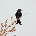 20070208-0200 Black drongo