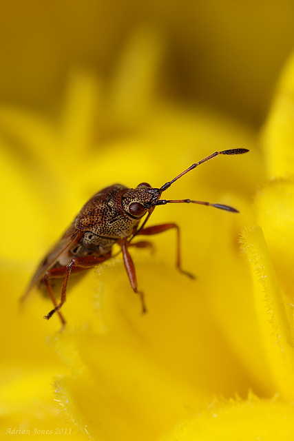 Birch Catkin Bug (Kleidocerys resedae)