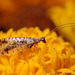lacewing_001