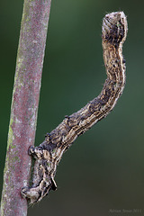 The Scalloped Hazel (Odontopera bidentata)