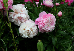 IMG 7880