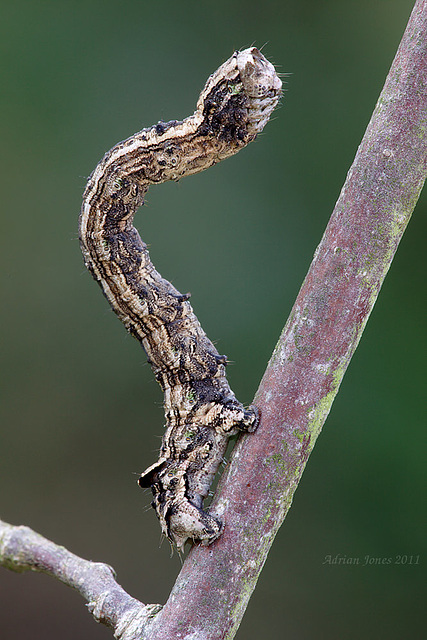 geometrid_larva_009