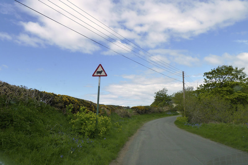 Isle of Man 2013 – Watch out for sheep