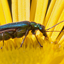 20130629 1991RAw [D~LIP] Moschusbock (Aromia moschata), Bad Salzuflen