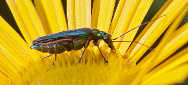 20130629 1991RAw [D~LIP] Moschusbock (Aromia moschata), Bad Salzuflen