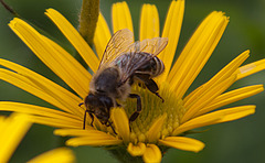 20130629 1990RAw [D~LIP] Honigbiene, UWZ, Bad Salzuflen