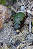 Green Tiger Beetle