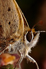 Small Copper Butterfly Portrait.