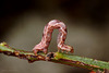 Ling Pug Moth Larva. (Eupithecia goossensiata)