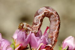 Ling Pug Moth Larva. (Eupithecia goossensiata)