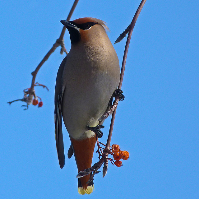 Bohemian Waxwing / Bombycilla garrulus