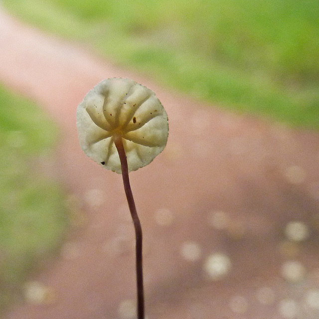 Tiny pinwheel