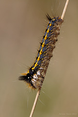 The Drinker Moth Caterpillar (Euthrix potatoria)