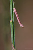 Ling Pug (Eupithecia goossensiata).