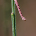 Ling Pug (Eupithecia goossensiata).
